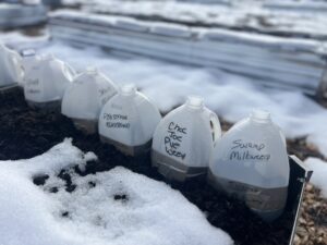 Milk jugs repurposed as mini greenhouses for plants like Swamp Milkweed and Chocolate Joe Pye Weed, nestled in a snowy garden bed.