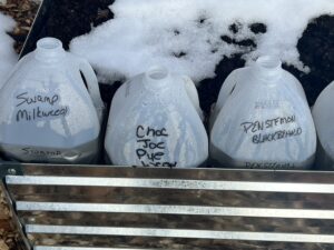 Plastic milk jugs repurposed as mini greenhouses for winter sowing, labeled with plant names like Swamp Milkweed, Chocolate Joe Pye Weed, and Penstemon Blackbird, partially covered with snow.
