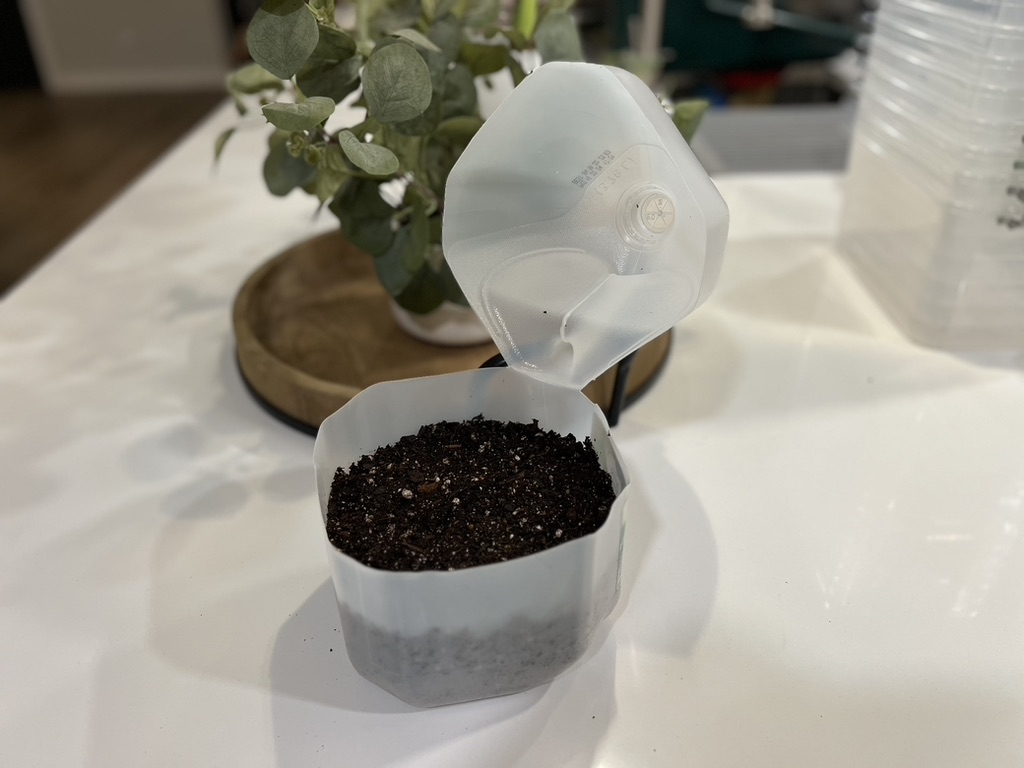 A repurposed milk jug cut in half, filled with soil, and prepared for winter sowing, sitting on a kitchen counter with a plant in the background.