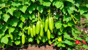How to Grow Cucumbers