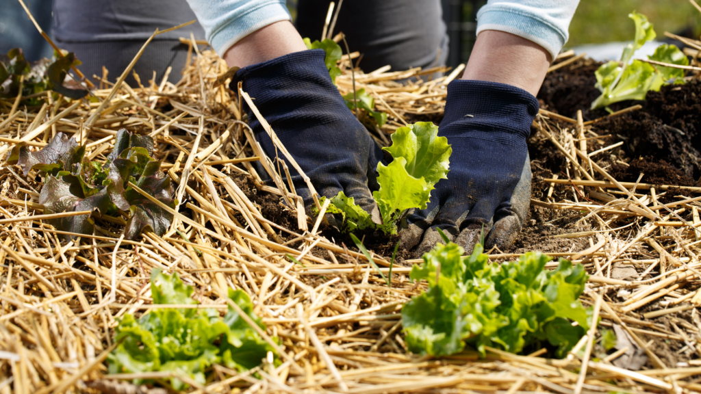 Close-up of hands wearing gardening gloves planting lettuce seedlings in a straw-mulched raised bed.