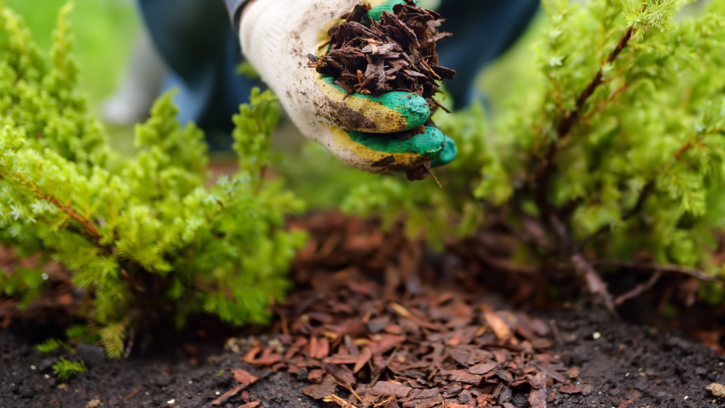 Gardener's gloved hand spreading bark mulch around small green shrubs to protect soil and promote healthy growth.