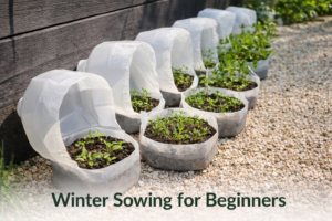 winter sowing for beginners